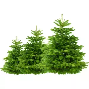 Choinka jodła kaukaska Premium Plus cięta